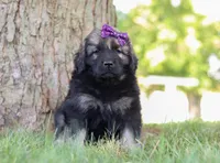 Zara, a female Newfoundland and Leonberger for sale in Millersburg, OH – Photo 7 of 7