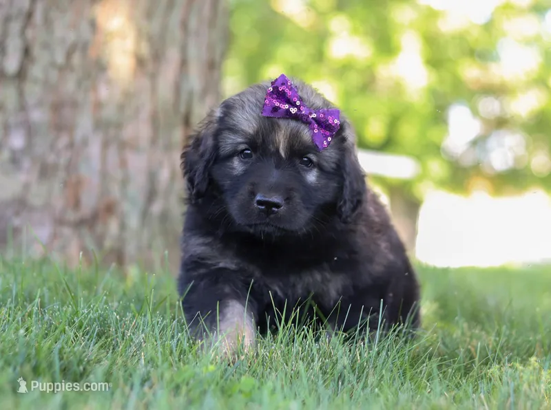 Zara, a female Newfoundland and Leonberger for sale in Millersburg, OH – Photo 1 of 7