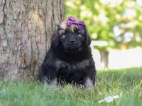 Zara, a female Newfoundland and Leonberger for sale in Millersburg, OH – Photo 2 of 7