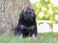 Zara, a female Newfoundland and Leonberger for sale in Millersburg, OH – Photo 6 of 7