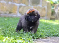 Anya, a female Newfoundland and Leonberger for sale in Millersburg, OH – Photo 3 of 5