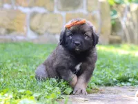 Anya, a female Newfoundland and Leonberger for sale in Millersburg, OH – Photo 2 of 5