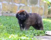 Anya, a female Newfoundland and Leonberger for sale in Millersburg, OH – Photo 4 of 5