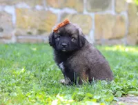 Anya, a female Newfoundland and Leonberger for sale in Millersburg, OH – Photo 5 of 5