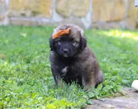 Anya, a female Newfoundland and Leonberger for sale in Millersburg, OH – Photo 1 of 5