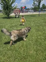 Jinx , a male Leonberger for sale in Millersburg, OH – Photo 2 of 4