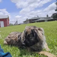 Jinx , a male Leonberger for sale in Millersburg, OH – Photo 3 of 4