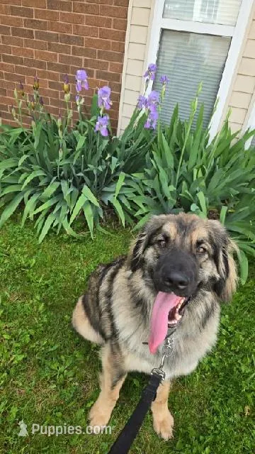 Jinx , a male Leonberger for sale in Millersburg, OH – Photo 1 of 4