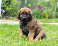Rocky, a male Leonberger for sale in Millersburg, OH – Photo 2 of 7