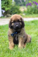 Rocky, a male Leonberger for sale in Millersburg, OH – Photo 7 of 7