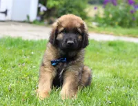 Rocky, a male Leonberger for sale in Millersburg, OH – Photo 6 of 7
