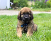 Rocky, a male Leonberger for sale in Millersburg, OH – Photo 4 of 7