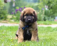 Rocky, a male Leonberger for sale in Millersburg, OH – Photo 1 of 7