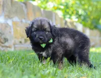 Bruno, a male Newfoundland and Leonberger for sale in Millersburg, OH – Photo 2 of 5