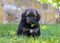 Bruno, a male Newfoundland and Leonberger for sale in Millersburg, OH – Photo 3 of 5
