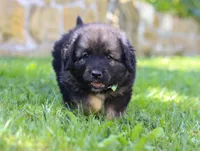 Bruno, a male Newfoundland and Leonberger for sale in Millersburg, OH – Photo 4 of 5