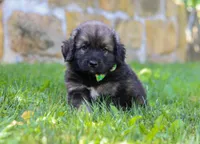 Bruno, a male Newfoundland and Leonberger for sale in Millersburg, OH – Photo 1 of 5