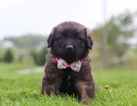 France, a female Leonberger for sale in Millersburg, OH – Photo 2 of 2