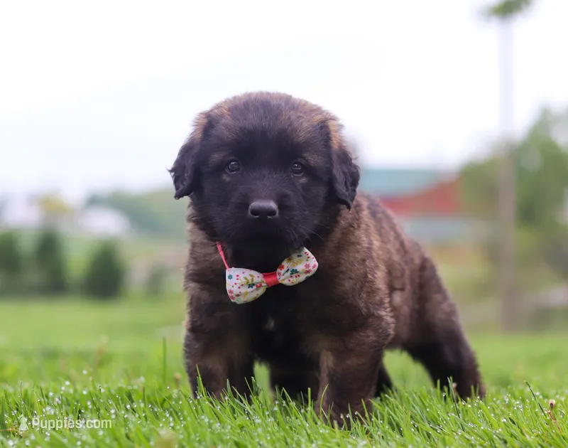 France, a female Leonberger for sale in Millersburg, OH – Photo 1 of 2
