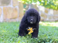 Bear, a male Newfoundland and Leonberger for sale in Millersburg, OH – Photo 5 of 5