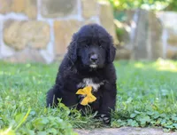 Bear, a male Newfoundland and Leonberger for sale in Millersburg, OH – Photo 3 of 5