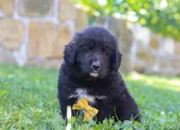 Bear, a male Newfoundland and Leonberger for sale in Millersburg, OH – Photo 1 of 5