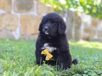 Bear, a male Newfoundland and Leonberger for sale in Millersburg, OH – Photo 2 of 5