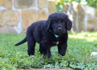 Leo, a male Newfoundland and Leonberger for sale in Millersburg, OH – Photo 6 of 10