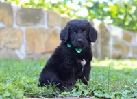 Leo, a male Newfoundland and Leonberger for sale in Millersburg, OH – Photo 2 of 10