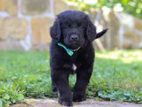 Leo, a male Newfoundland and Leonberger for sale in Millersburg, OH – Photo 5 of 10