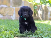 Leo, a male Newfoundland and Leonberger for sale in Millersburg, OH – Photo 3 of 10