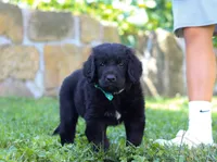 Leo, a male Newfoundland and Leonberger for sale in Millersburg, OH – Photo 7 of 10