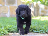 Leo, a male Newfoundland and Leonberger for sale in Millersburg, OH – Photo 4 of 10