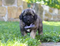 Thor, a male Newfoundland and Leonberger for sale in Millersburg, OH – Photo 5 of 7