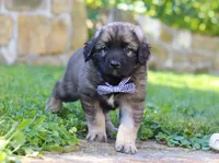 Thor, a male Newfoundland and Leonberger for sale in Millersburg, OH – Photo 6 of 7