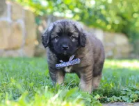 Thor, a male Newfoundland and Leonberger for sale in Millersburg, OH – Photo 7 of 7