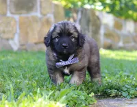 Thor, a male Newfoundland and Leonberger for sale in Millersburg, OH – Photo 3 of 7