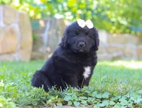 Nala, a female Newfoundland and Leonberger for sale in Millersburg, OH – Photo 1 of 8