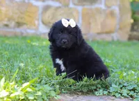 Nala, a female Newfoundland and Leonberger for sale in Millersburg, OH – Photo 5 of 8