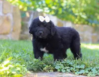 Nala, a female Newfoundland and Leonberger for sale in Millersburg, OH – Photo 4 of 8
