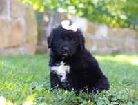 Nala, a female Newfoundland and Leonberger for sale in Millersburg, OH – Photo 7 of 8