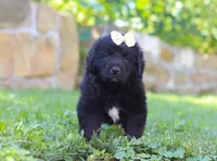 Nala, a female Newfoundland and Leonberger for sale in Millersburg, OH – Photo 6 of 8