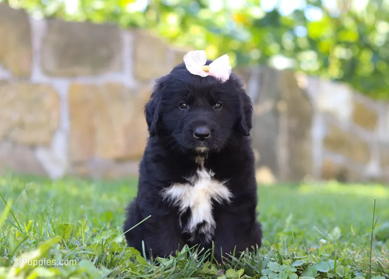 Luna, a female Newfoundland and Leonberger for sale in Millersburg, OH – Photo 1 of 7