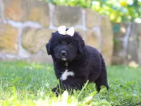 Luna, a female Newfoundland and Leonberger for sale in Millersburg, OH – Photo 4 of 7