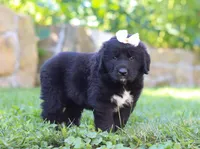 Luna, a female Newfoundland and Leonberger for sale in Millersburg, OH – Photo 6 of 7