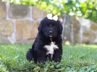 Luna, a female Newfoundland and Leonberger for sale in Millersburg, OH – Photo 5 of 7