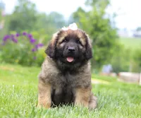 Lilly, a female Leonberger for sale in Millersburg, OH – Photo 4 of 6