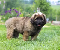 Lilly, a female Leonberger for sale in Millersburg, OH – Photo 2 of 6