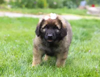 Lilly, a female Leonberger for sale in Millersburg, OH – Photo 5 of 6