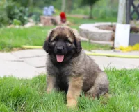 Lilly, a female Leonberger for sale in Millersburg, OH – Photo 6 of 6